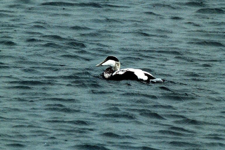 Miljøministeriet sender Omø-område i høring som naturbeskyttelse