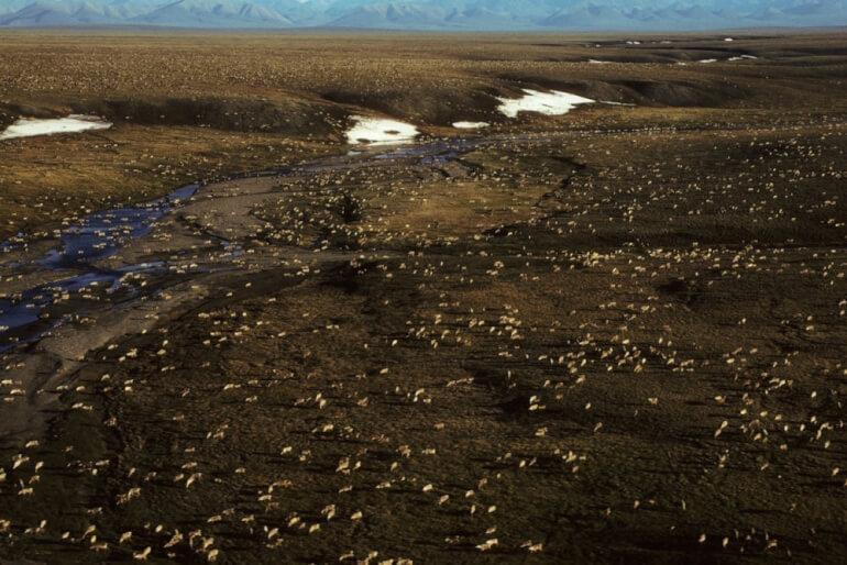 Biden bremser olie- og gasaftaler i naturreservat i Alaska