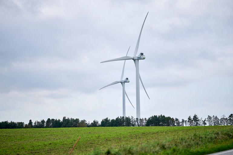 Flagermus vil tvinge nærmest alle vindmøller i knæ, advarer energisektor
