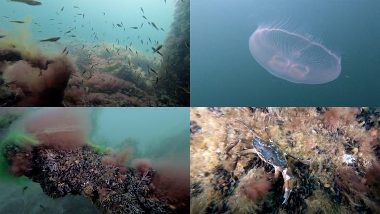 Havvindmøllepark i Øresund har skabt gode vilkår for dyrelivet 